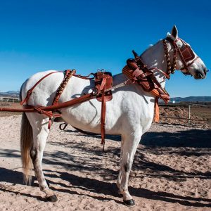 Enganche de calesera de 2 caballos Kamell