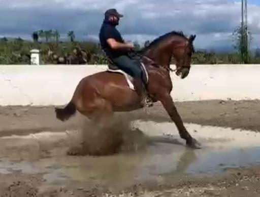 Samuel Heredia, entrenador de doma ecuestre